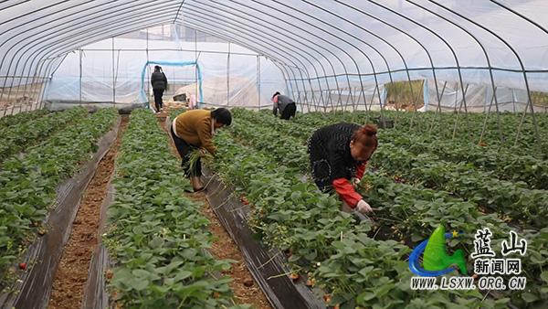 冬日草莓成熟上市，游客争相抢鲜品尝，乡村振兴的致富果来了  第3张