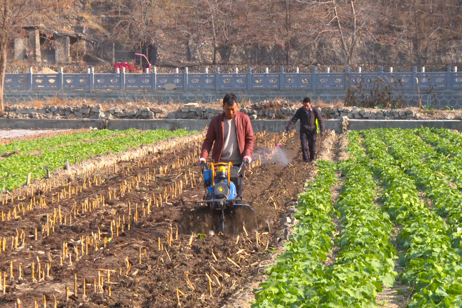 冬日田野的秘密：舟曲白龙江两岸的土豆种植热潮，村民们如何抓住丰收的薯光？  第3张