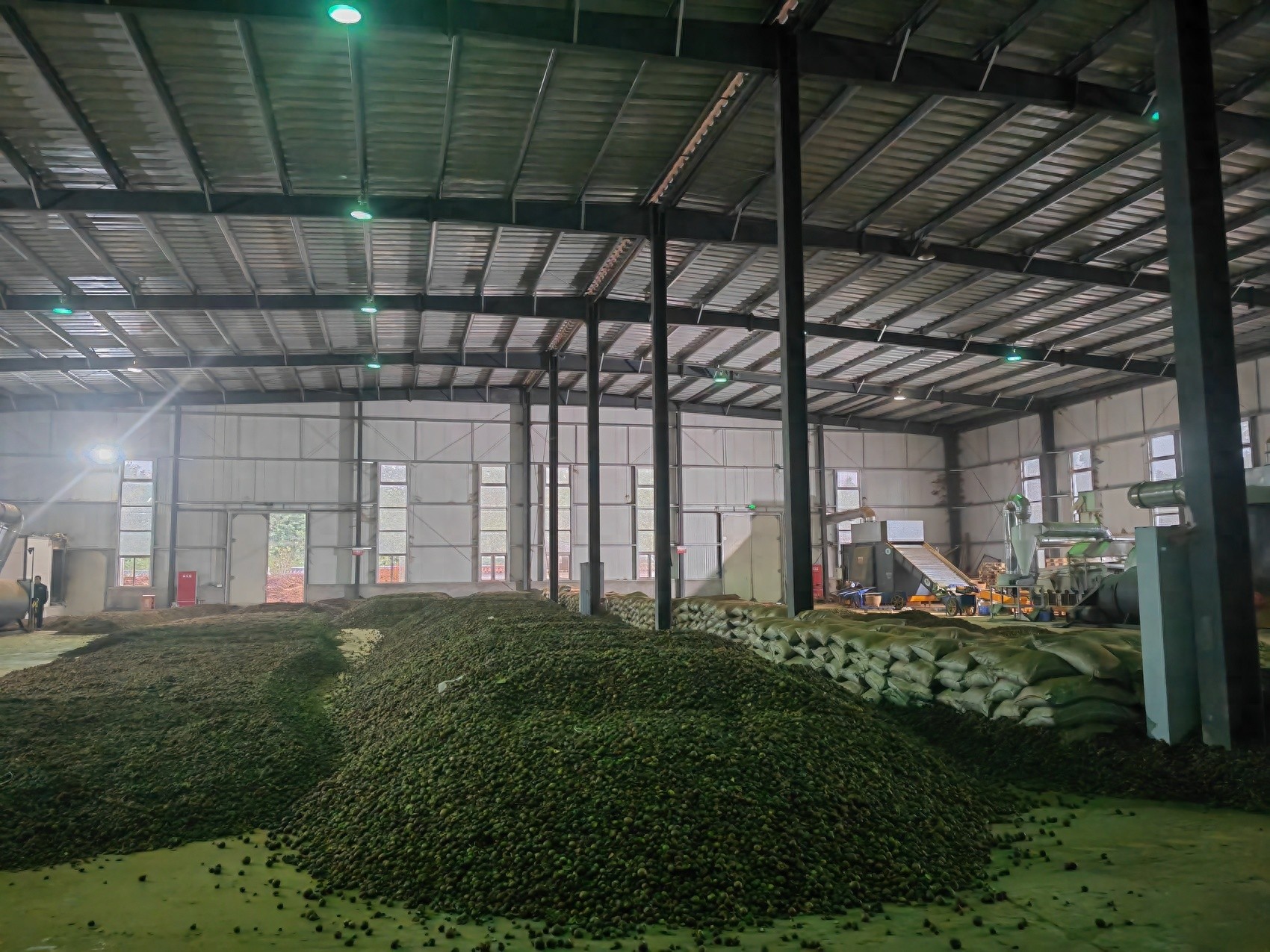 揭秘泸州森林经济的两大黄金赛道：竹产业与油茶的未来潜力