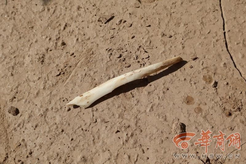 陕北黄土高原惊现龙山文化石城遗址，面积超10万平方米，历史价值惊人  第7张