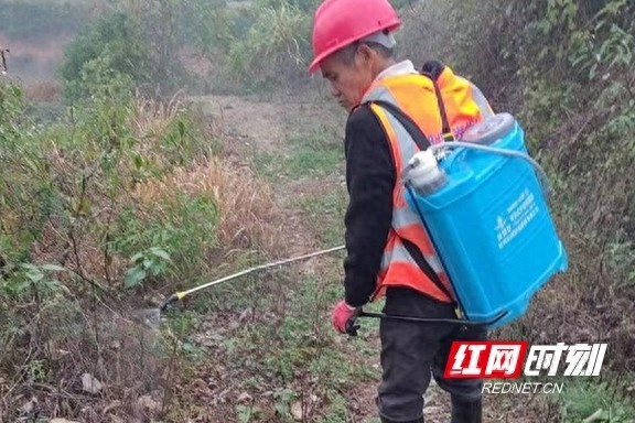 惊！白蚁竟能摧毁千里大堤，专业队伍紧急出动，全面围剿蚁巢