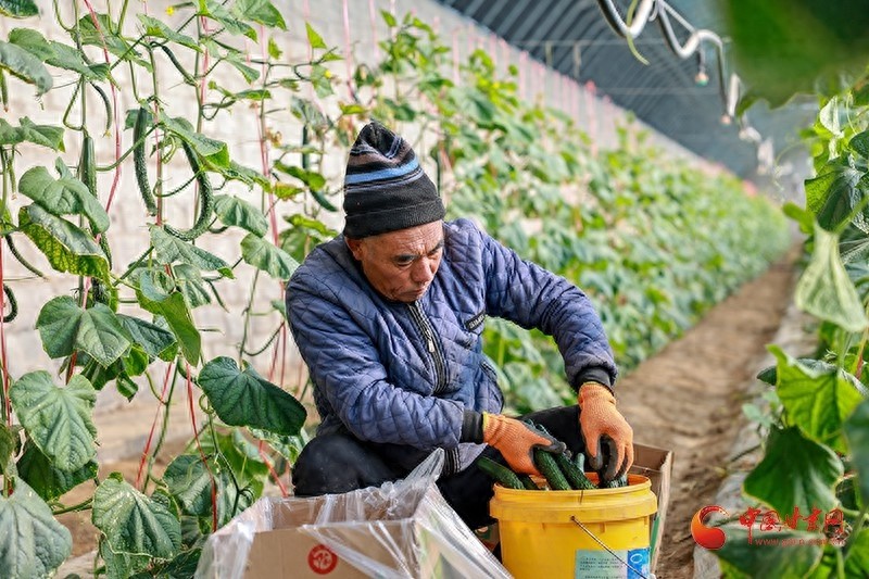 金塔新鲜蔬菜首次出口蒙古国，5吨优质蔬菜如何征服国际市场？  第1张