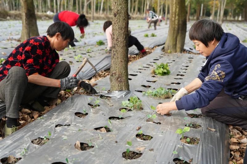 揭秘：8400亩闲置林地如何变身乡村振兴的生金宝地？