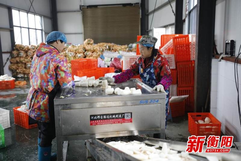 揭秘衡阳传统美食鸡萝卜炒腊肉的制作过程，一天竟能加工5000斤  第2张