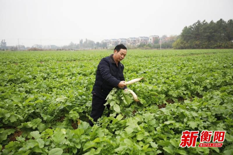 揭秘衡阳传统美食鸡萝卜炒腊肉的制作过程，一天竟能加工5000斤  第3张