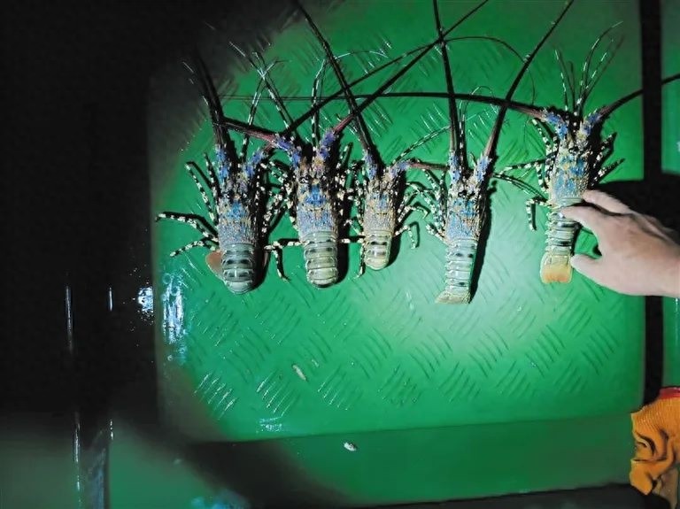 惊！三亚警方查获5只国家二级保护动物锦绣龙虾，非法捕捞者当场被抓  第1张