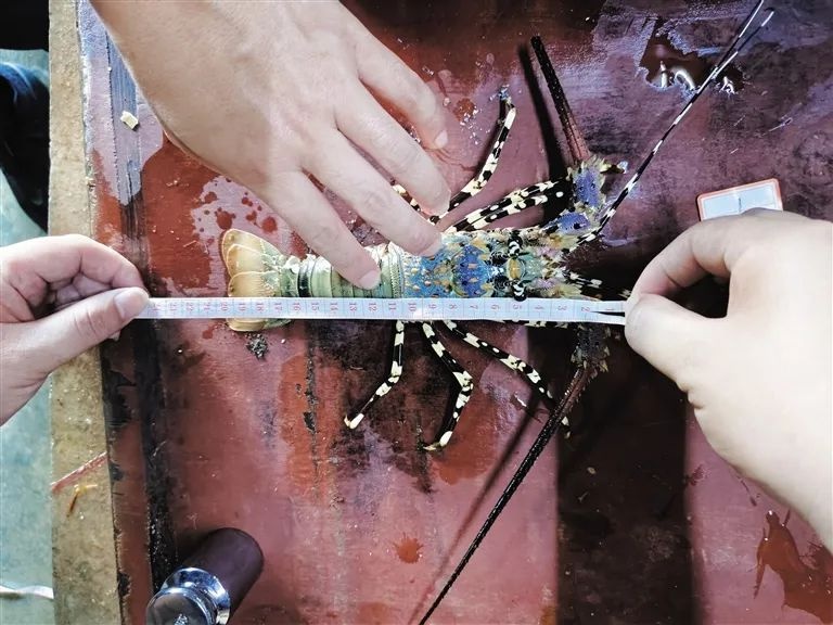 惊！三亚警方查获5只国家二级保护动物锦绣龙虾，非法捕捞者当场被抓  第2张