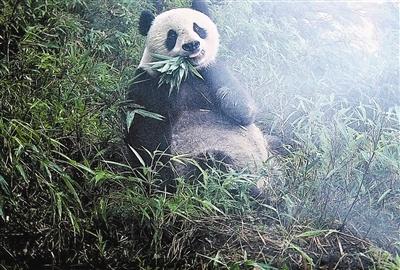 大熊猫国家公园成都片区：珍稀野生动物的乐园