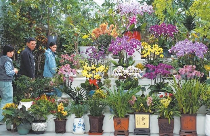 800 年花乡丰台，走着走着就走进了画里  第1张