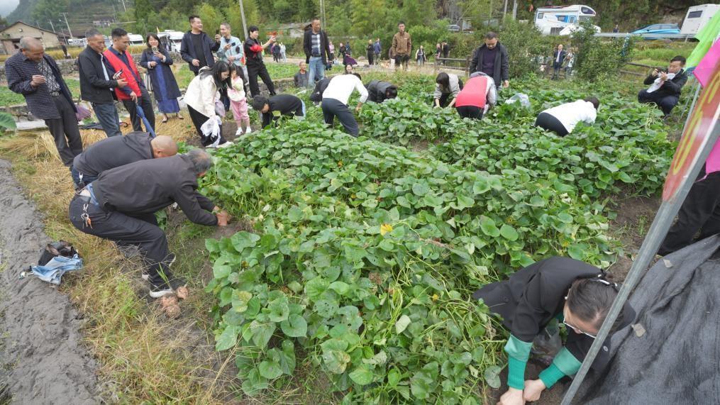 金秋乐耕节，800 余人齐聚崇头镇，共赏非遗山歌盛宴  第2张