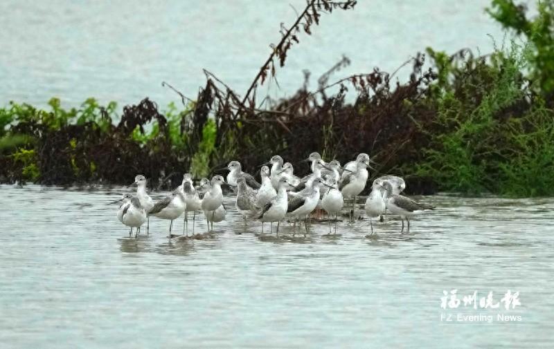 11 年！闽江河口湿地国家级自然保护区动植物种类剧增