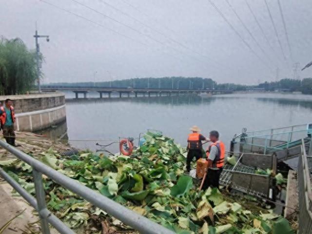 顺义水务局启动清理行动，潮白河荷花何去何从？  第1张