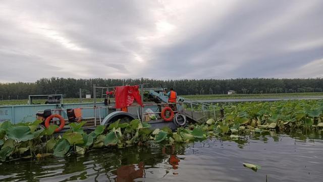 顺义水务局启动清理行动，潮白河荷花何去何从？  第2张