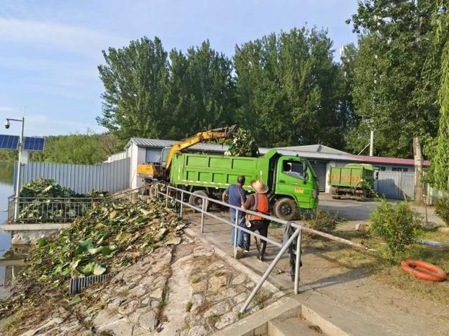 顺义水务局启动清理行动，潮白河荷花何去何从？  第3张