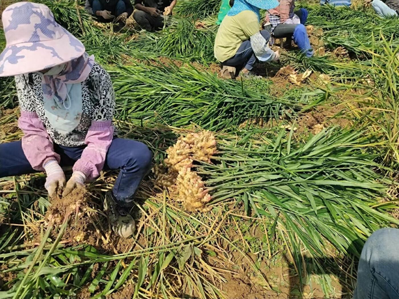 金秋生姜丰收，景谷一农户一天净赚 4000 多元