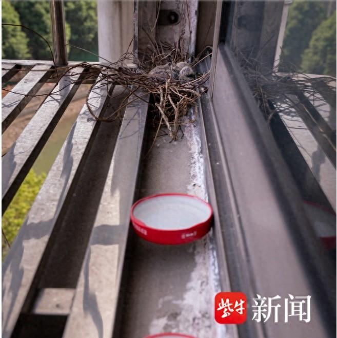 居民家窗台现斑鸠筑巢孵雏，爱心之举引关注  第1张