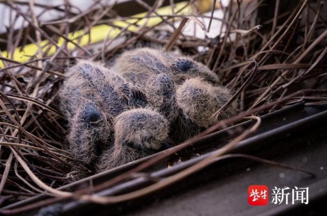 居民家窗台现斑鸠筑巢孵雏，爱心之举引关注  第3张