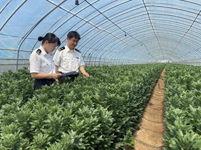 129.6 万枝白菊花首次登陆韩国市场，背后的故事你知道吗？  第1张