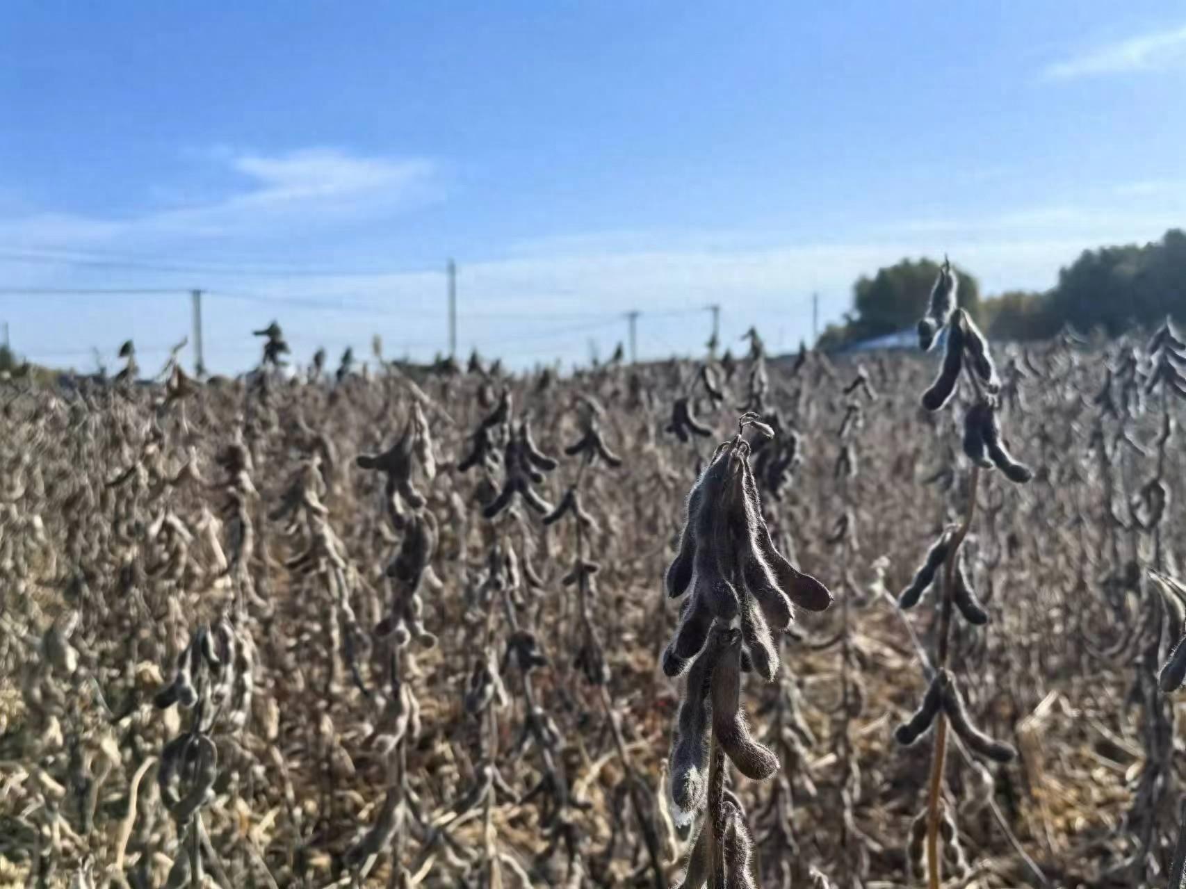 1.5 万亩大豆丰收！内蒙古扎赉特旗好力保镇金秋硕果累累，颗粒归仓