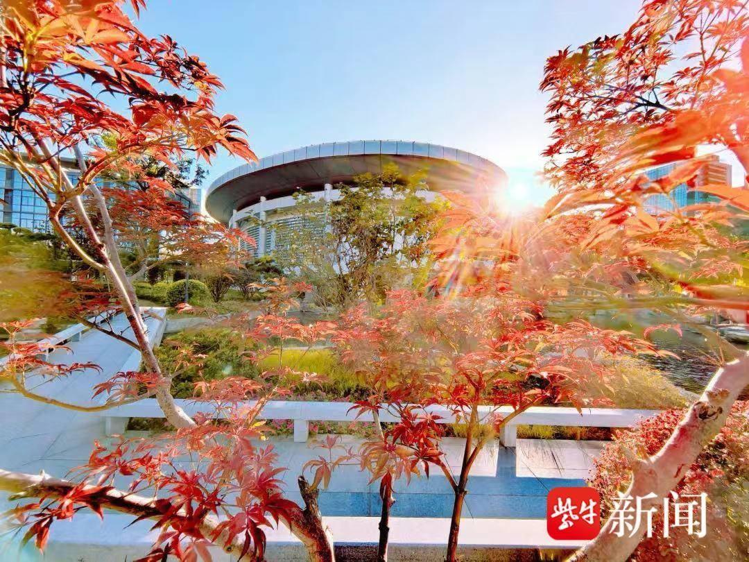 金陵中学河西分校的秋日景象，你绝对没见过  第5张