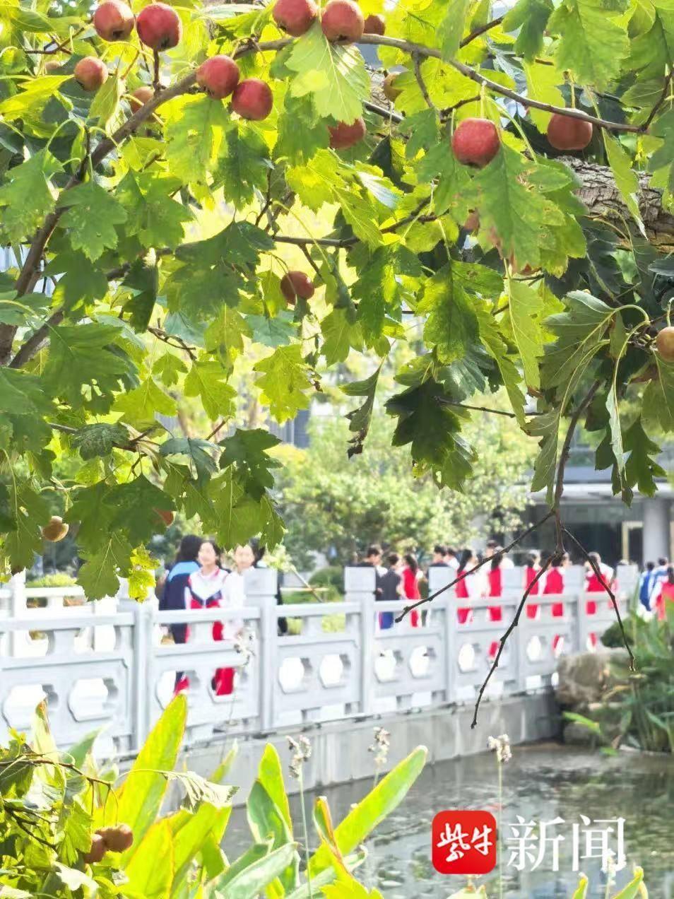 金陵中学河西分校的秋日景象，你绝对没见过  第7张