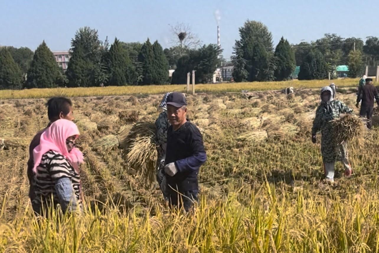 盐碱地也能种出优质水稻？10 年精心培育，闽宁 1 号大丰收  第1张