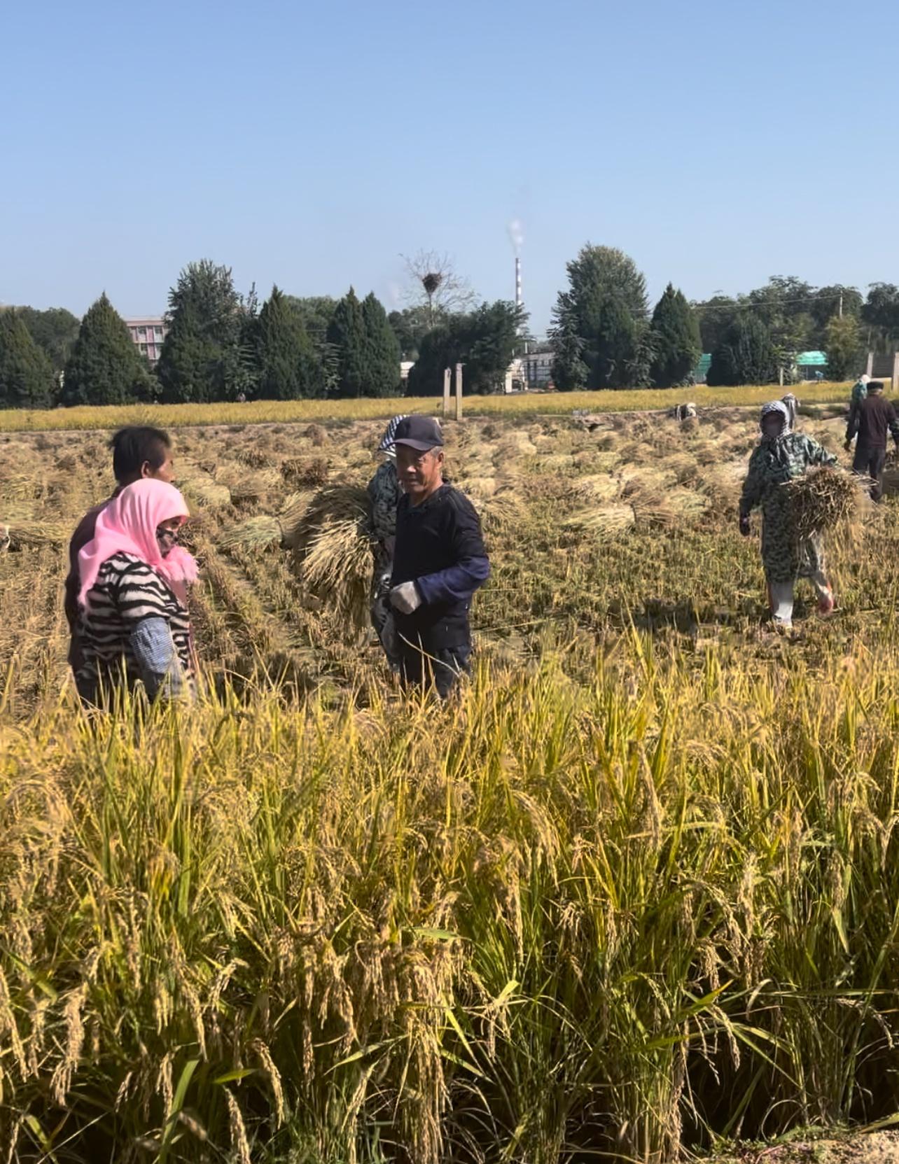 盐碱地也能种出优质水稻？10 年精心培育，闽宁 1 号大丰收  第2张