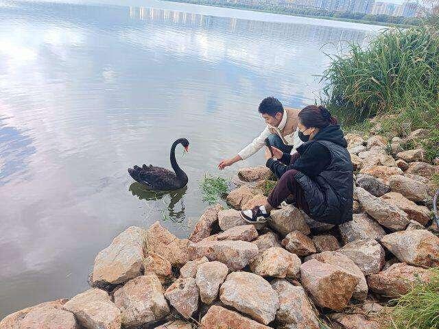 滇池草海惊现 3 只黑天鹅，它们从何而来？  第3张