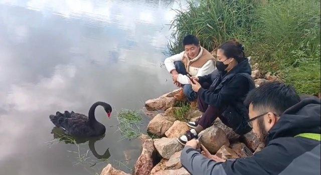 滇池惊现 3 只黑天鹅，它们究竟从何而来？  第3张