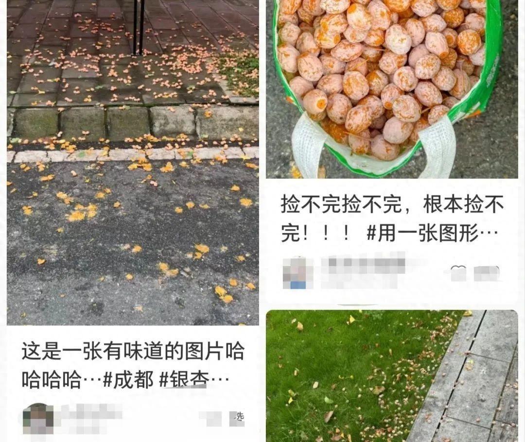 绿化带里的果子能吃吗？专家告诉你真相