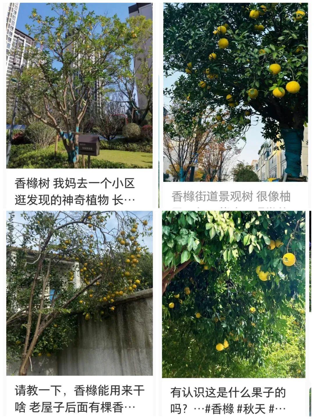 绿化带里的果子能吃吗?专家告诉你真相 第2张 绿化带里的果子能吃吗?专家告诉你真相 第2张