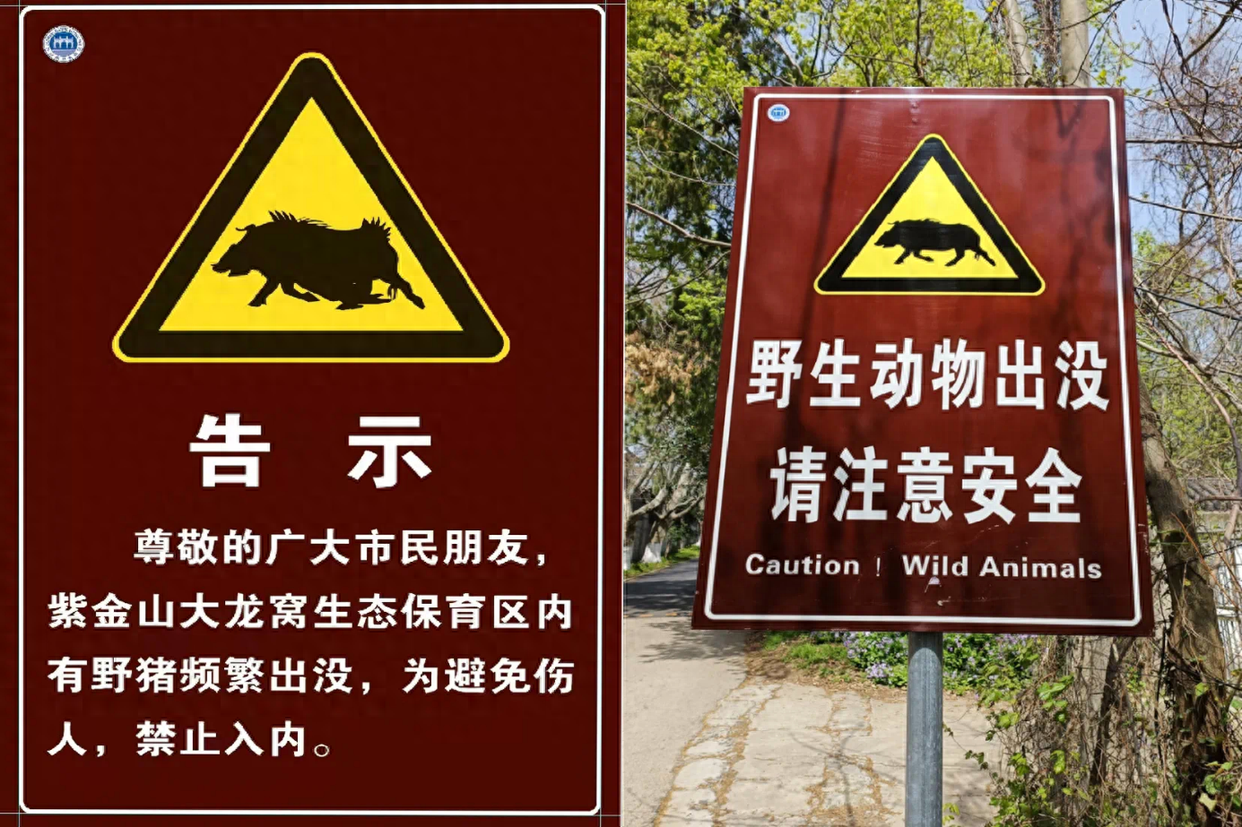 野猪成灾？26 个省份都有它的身影，遇到该如何自保？  第1张