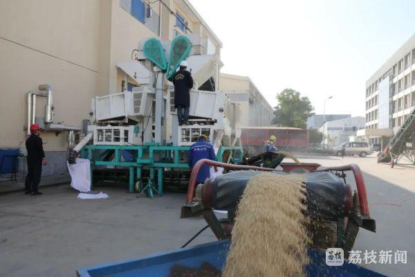 2.6 万吨储备粮轮换任务，武进粮食物流园全力保障颗粒归仓  第2张