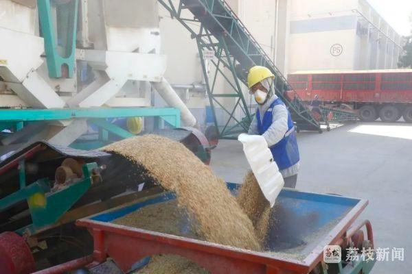 2.6 万吨储备粮轮换任务，武进粮食物流园全力保障颗粒归仓  第3张
