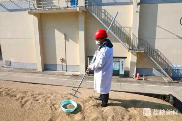 2.6 万吨储备粮轮换任务，武进粮食物流园全力保障颗粒归仓  第5张