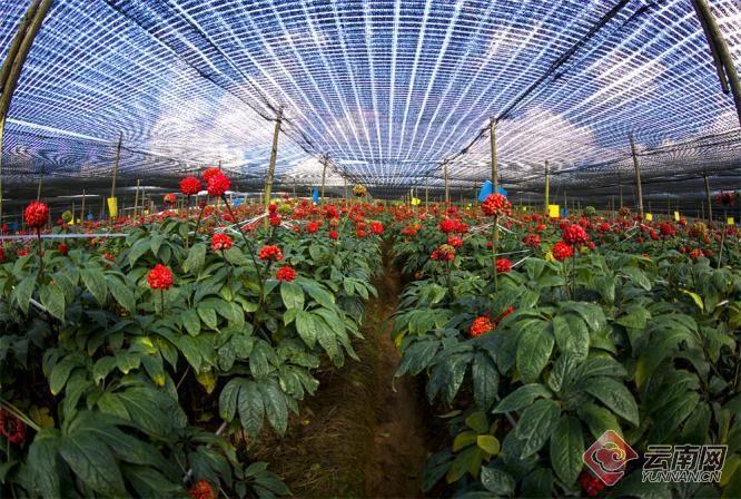 探秘‘三七之都’！云南文山，这个地方凭什么成为中国三七之乡？  第2张