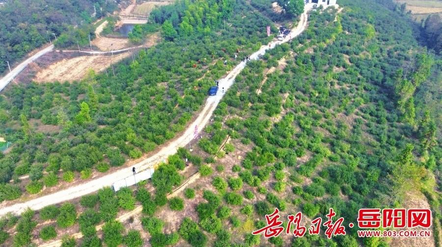 1200 余亩油茶喜获丰收，云溪区这个村村民乐开了花