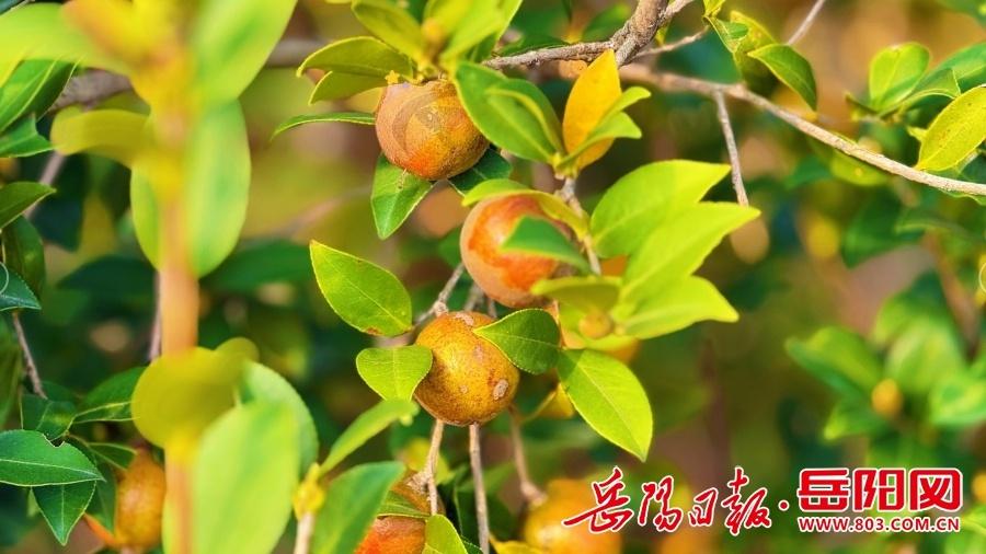 1200 余亩油茶喜获丰收，云溪区这个村村民乐开了花  第2张