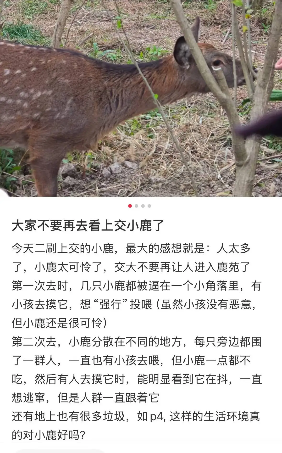 3 只小鹿走红后累坏了！上海一高校鹿苑临时关闭，呼吁游客保持距离  第2张