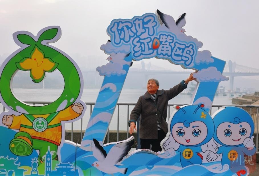 泸州新面貌迎接老朋友红嘴鸥，今年还有哪些惊喜？  第4张