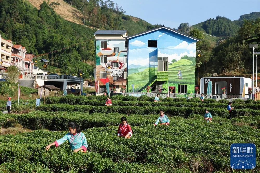快来苍梧县，沉浸式体验六堡茶茶文旅新业态  第2张