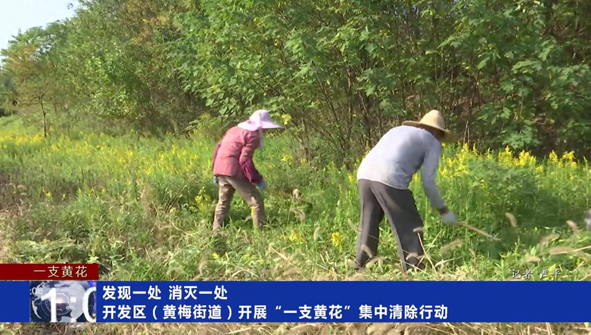 铲除加拿大一枝黄花，开发区（黄梅街道）在行动