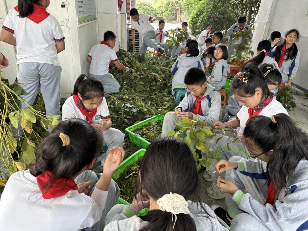 从收毛豆到喝烘豆茶，德清县雷甸小学通航校区的学生们竟体验了这么多