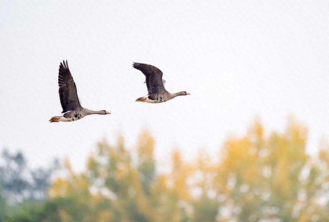 罕见惊喜！德阳旌湖迎来新朋友，白额雁首次现身  第1张