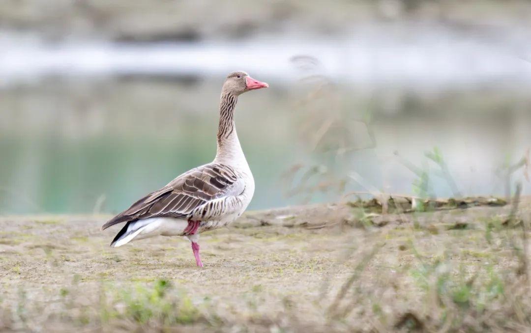 罕见惊喜！德阳旌湖迎来新朋友，白额雁首次现身  第2张