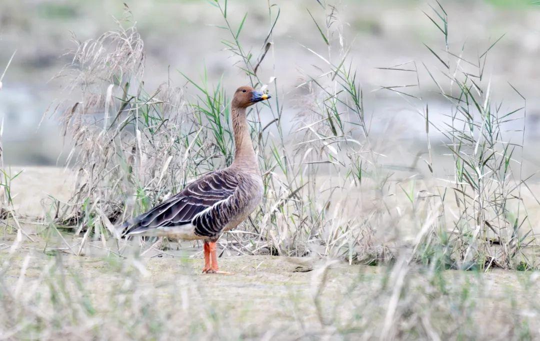 罕见惊喜！德阳旌湖迎来新朋友，白额雁首次现身  第3张