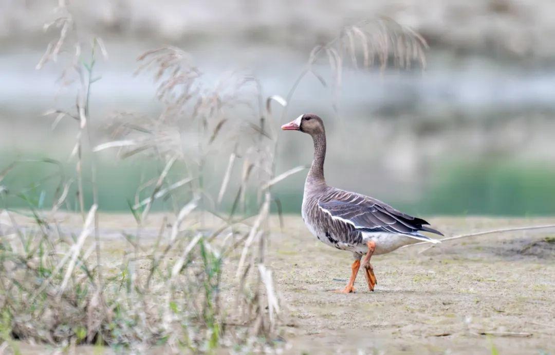 罕见惊喜！德阳旌湖迎来新朋友，白额雁首次现身  第4张