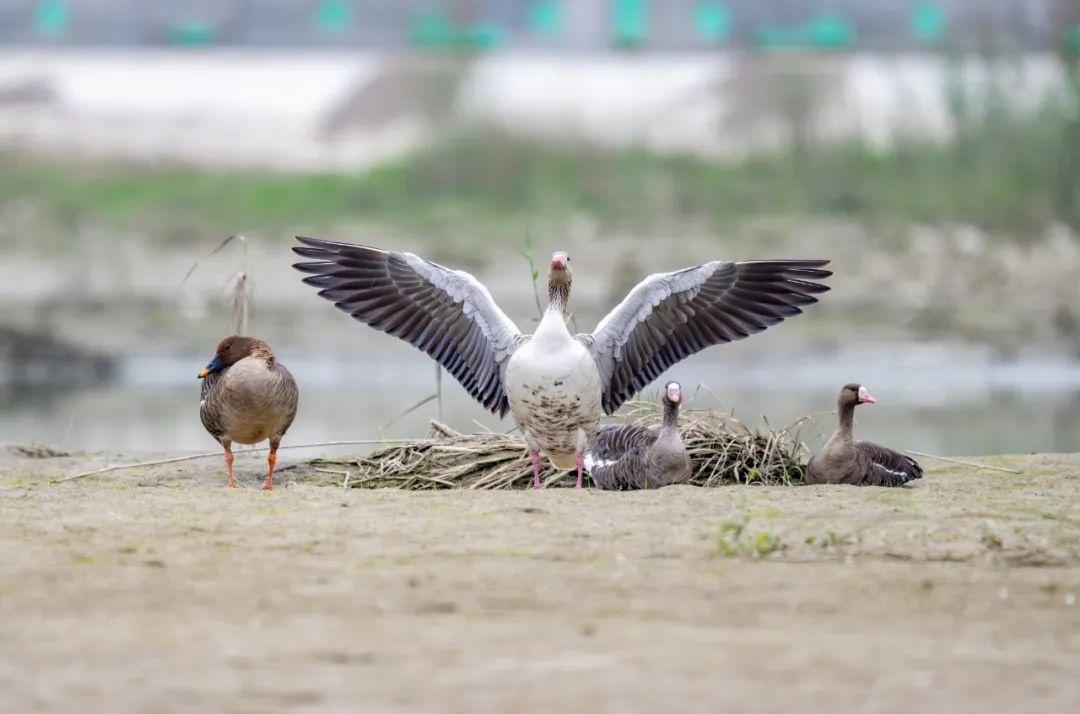 罕见惊喜！德阳旌湖迎来新朋友，白额雁首次现身  第5张