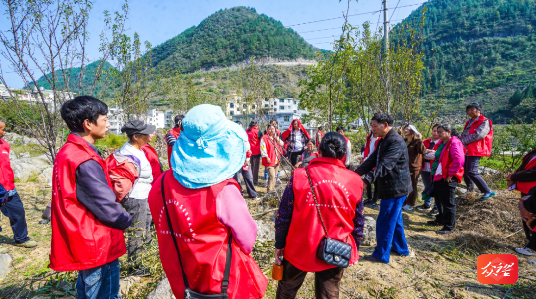 修剪技术大揭秘！沿河空心李基地专业人员现场指导，助你提高产量和产值  第4张