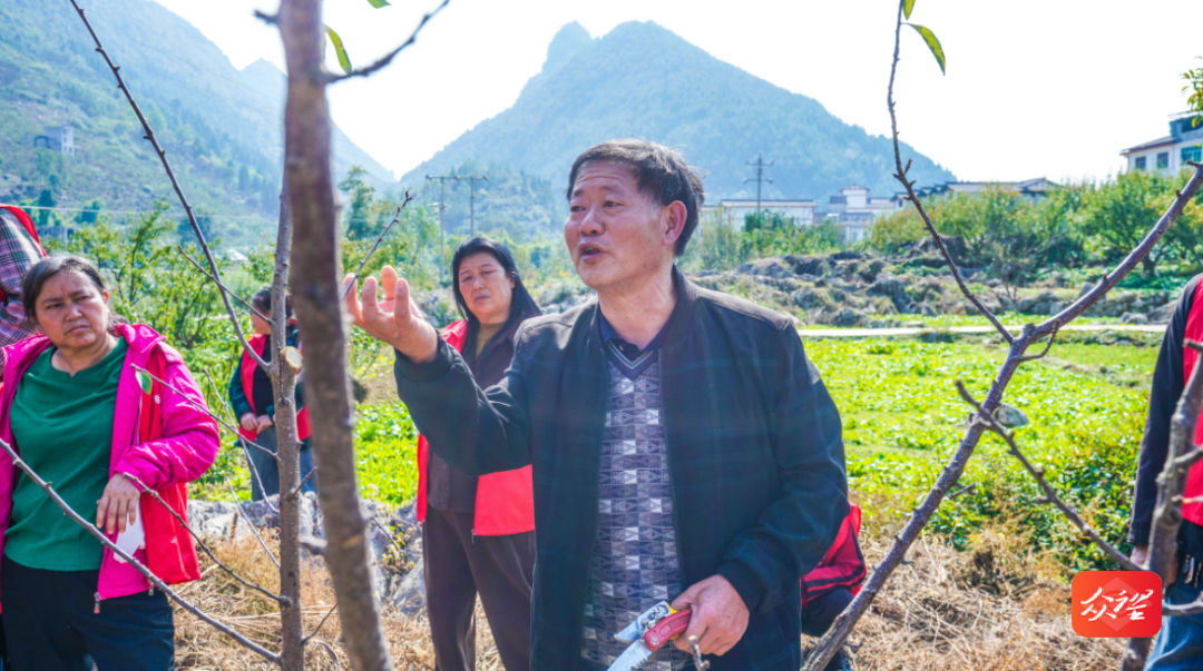 修剪技术大揭秘！沿河空心李基地专业人员现场指导，助你提高产量和产值  第5张